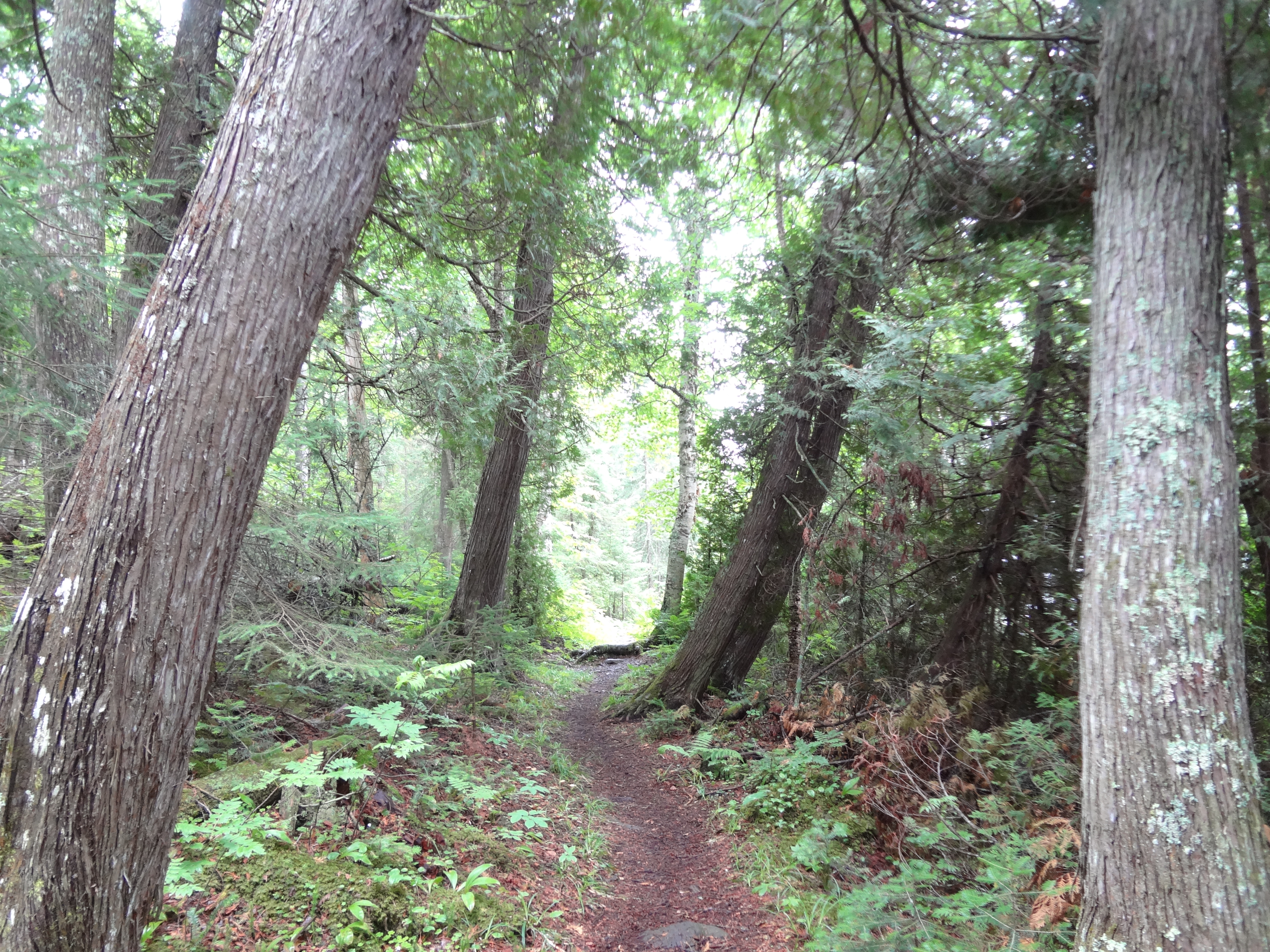 Isle Royale – Trail