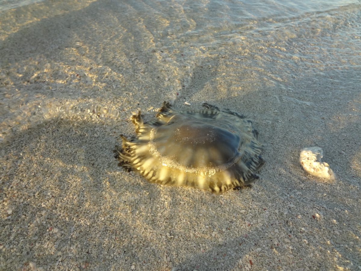 Dry Tortugas - Get Into The Wildlife