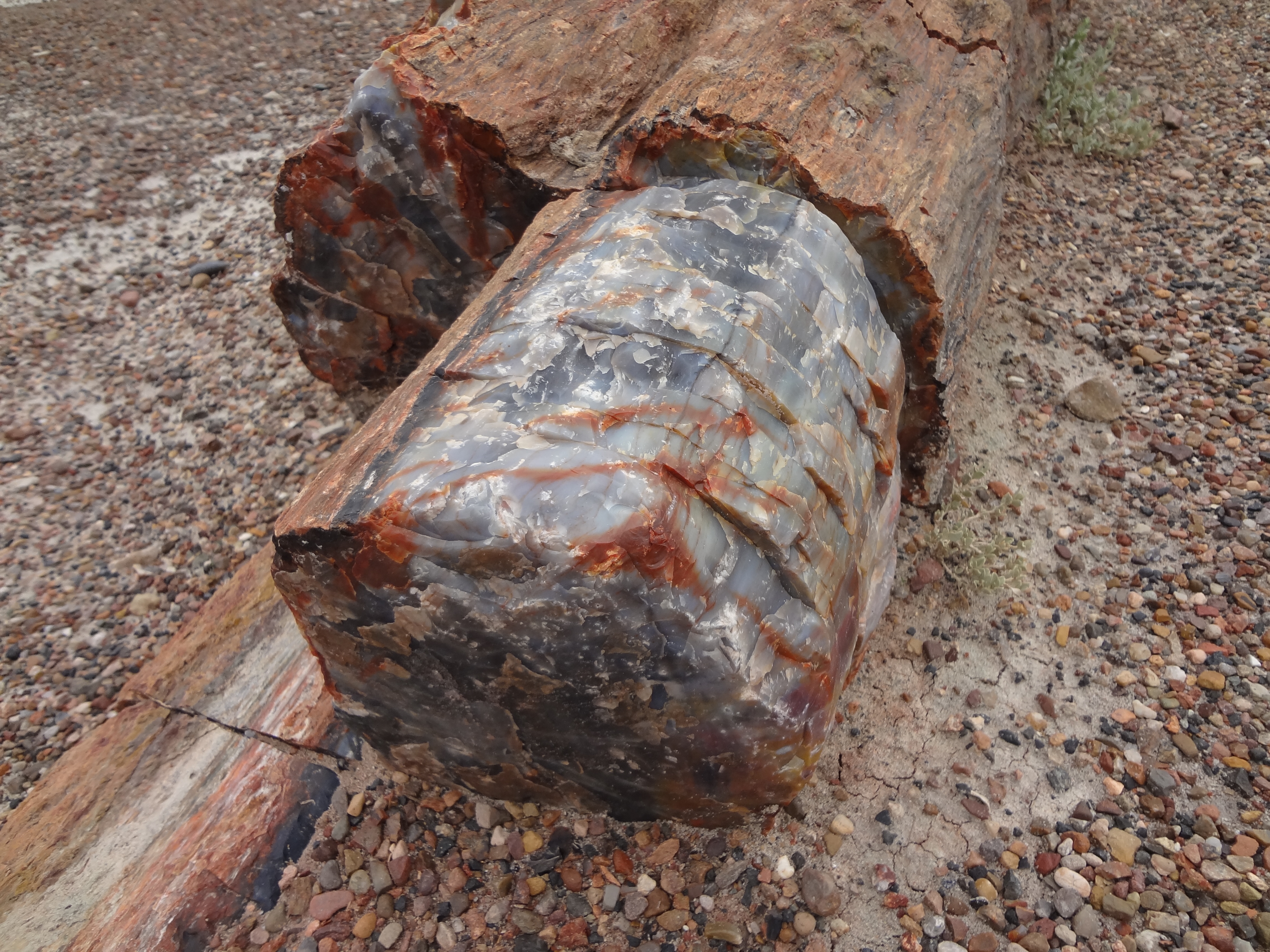 Petrified Forest picture 5
