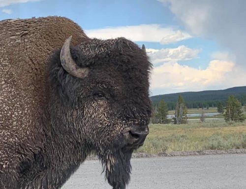 Yellowstone National Park – Bison